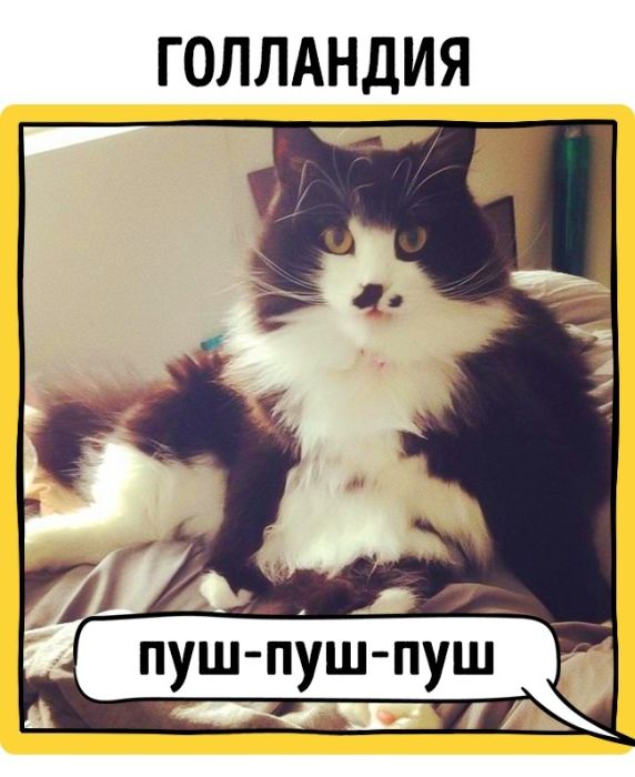Как подзывают кошек жители разных стран (17 фото)