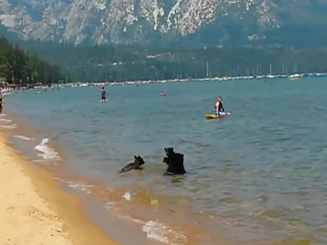 Медведица с медвежатами купается в озере Тахо