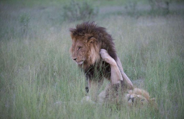 Львы-гомосексуалисты в Ботсване (6 фото)