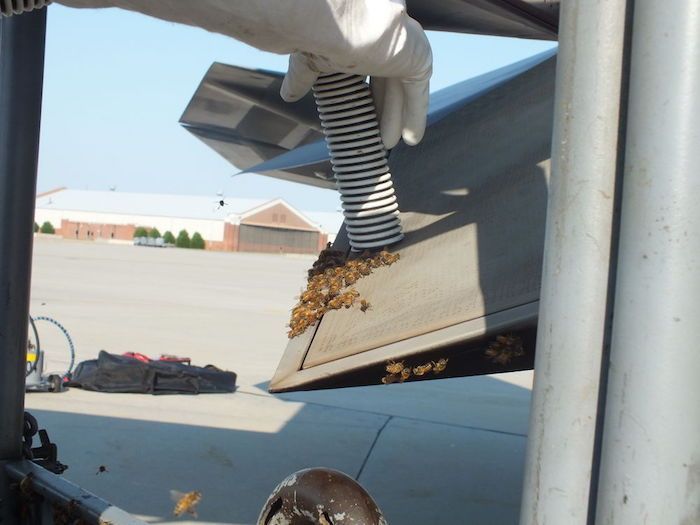 Пчелы облюбовали новейший американский истребитель F-22 Raptor (5 фото)