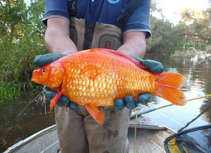 Выпущенные на волю золотые рыбки превращаются в злостных вредителей (3 фото)