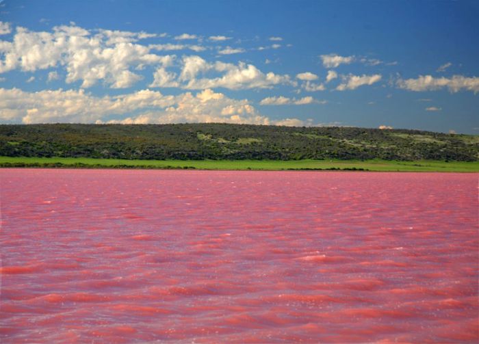 Удивительное озеро, которое каждый август становится розовым (6 фото)