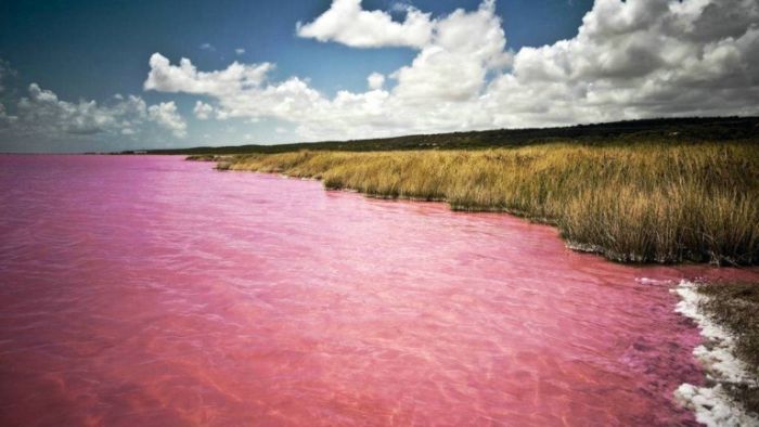 Удивительное озеро, которое каждый август становится розовым (6 фото)