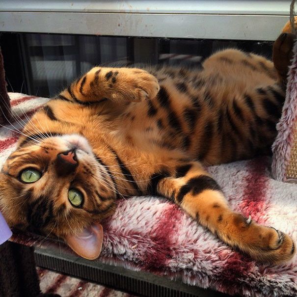 Красивый бенгальский кот становится новой знаменитостью соцсетей (10 фото)