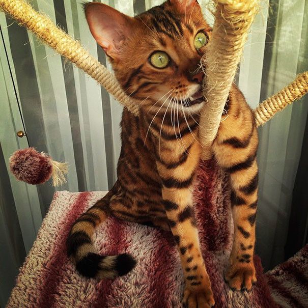 Красивый бенгальский кот становится новой знаменитостью соцсетей (10 фото)