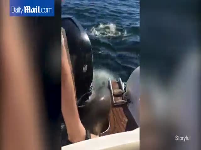Тюлень запрыгнул в лодку, спасаясь от косаток