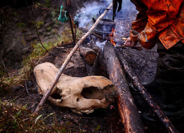 «Черные археологи» в поисках бивней мамонта (33 фото)