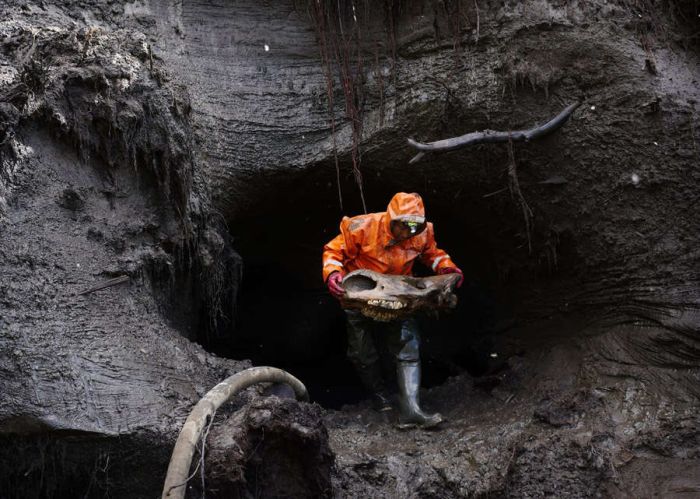 «Черные археологи» в поисках бивней мамонта (33 фото)