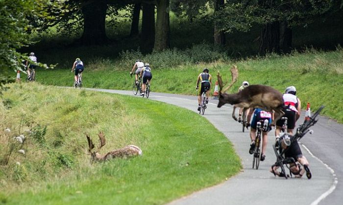 В Ирландии олень сбил с велосипеда участника триатлона (3 фото)