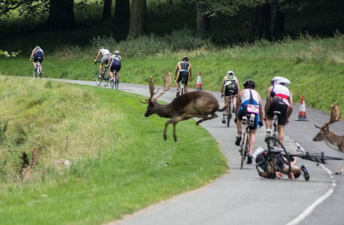 В Ирландии олень сбил с велосипеда участника триатлона (3 фото)