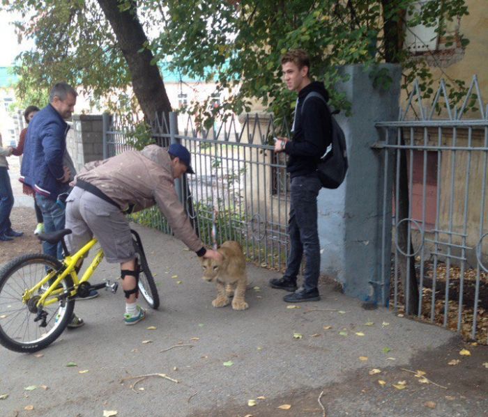 В центре Уфы поймали гуляющего по улице львенка (4 фото)