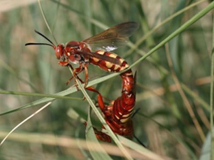 Энтомолог составил шкалу боли от укуса кусавших его насекомых (11 фото)