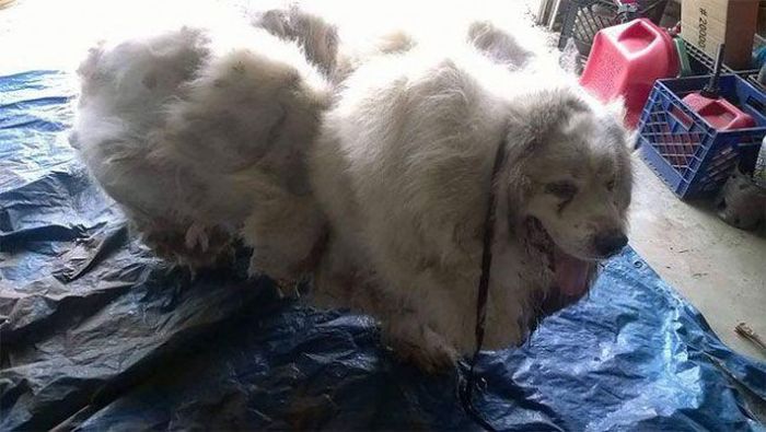 Собака похудела на 16 кг после первой стрижки за 6 лет (8 фото)