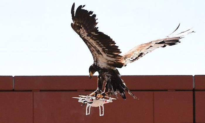 Полиция Нидерланд научила орлов бороться с дронами (3 фото)