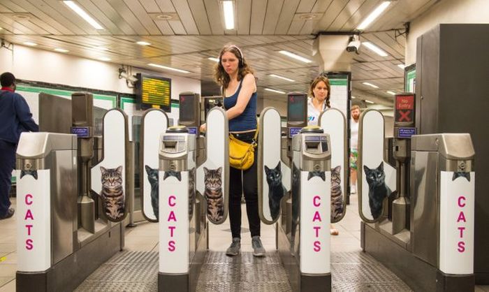 Станцию лондонского метро украсили фотографиями кошек из приютов (7 фото)