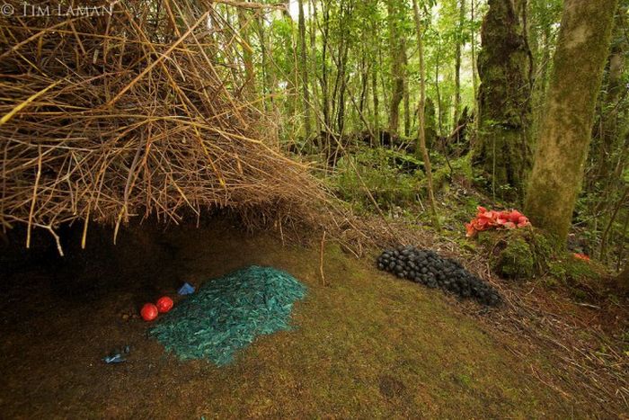 Тайны дождевых лесов Новой Гвинеи (32 фото)