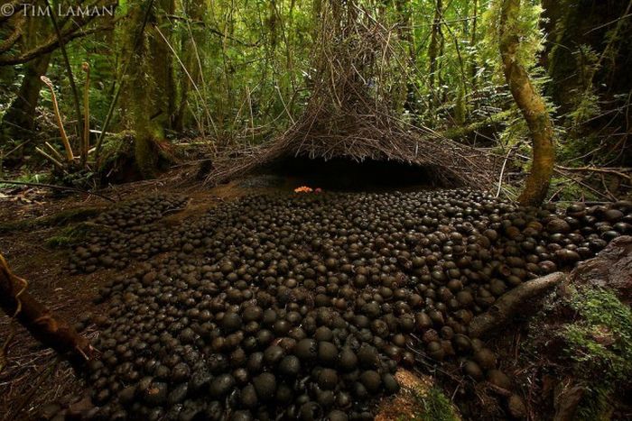 Тайны дождевых лесов Новой Гвинеи (32 фото)