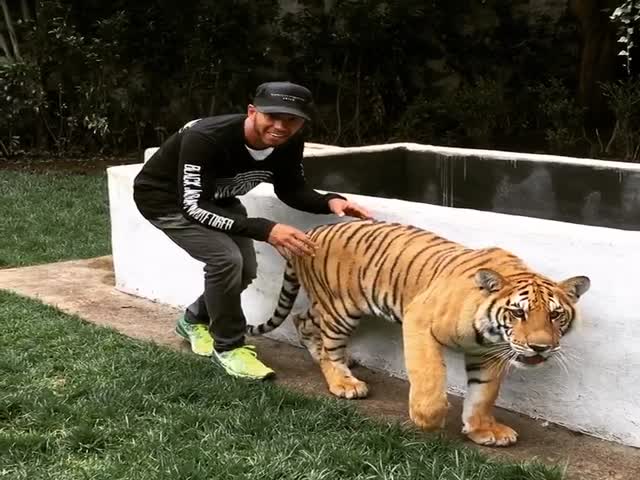 Парень напугал тигра