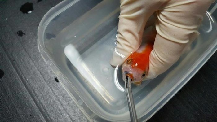 Австралийка потратила 500 долларов на операцию 12-доллоровой золотой рыбке (7 фото)