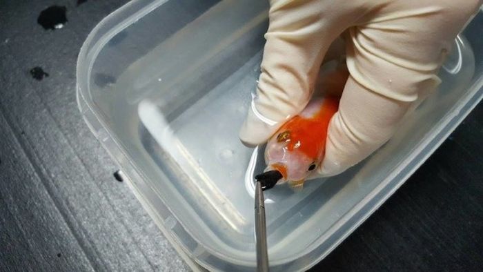 Австралийка потратила 500 долларов на операцию 12-доллоровой золотой рыбке (7 фото)