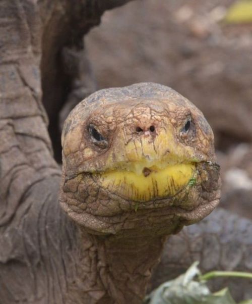 100-летний самец черепахи спас от вымирания свой подвид (4 фото)