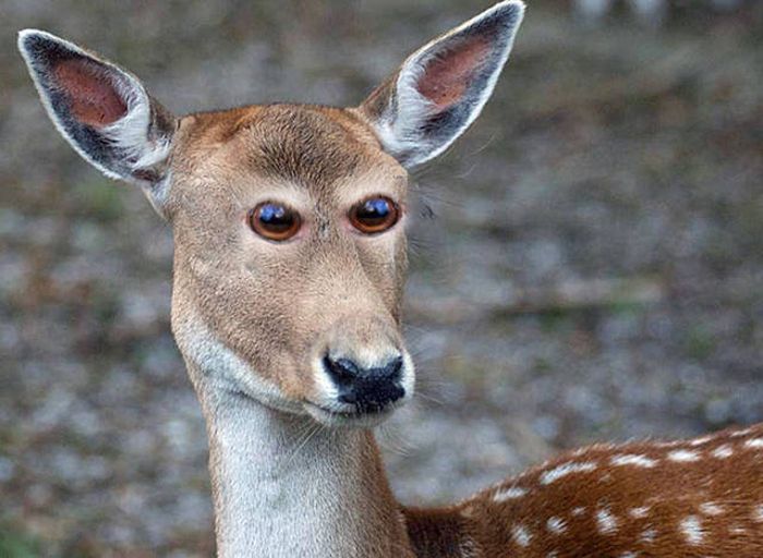 Если бы у животных было фронтальное расположение глаз (23 фото)
