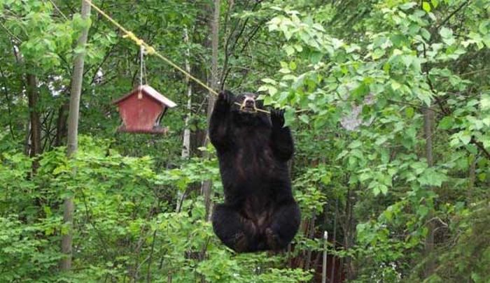 Медведь решил полакомиться медом (4 фото)