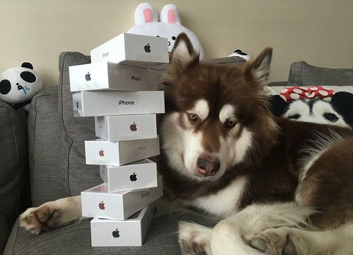 Сын китайского миллиардера подарил своей собаке 8 смартфонов iPhone 7 (3 фото)
