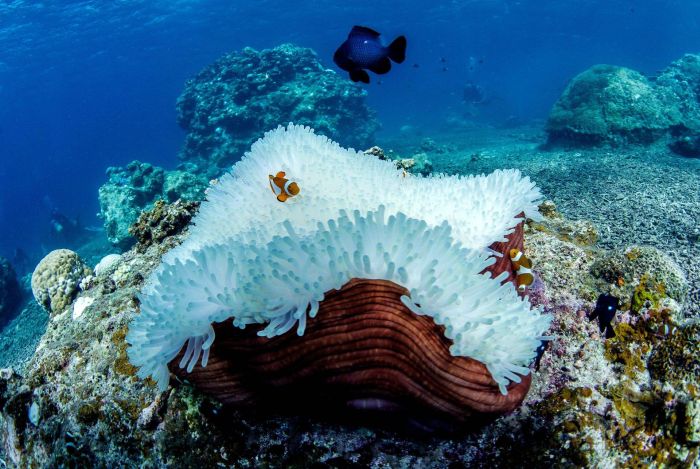 Из-за потепления воды на Окинаве обесцвечиваются и гибнут кораллы (8 фото)