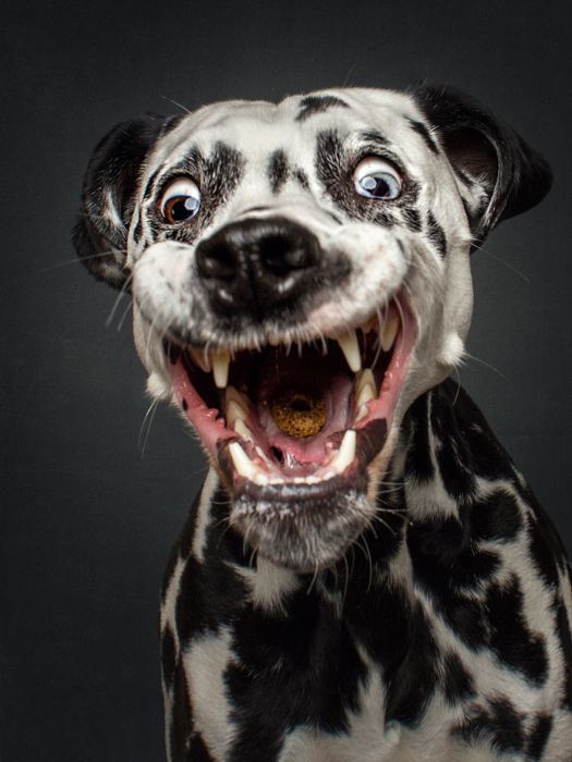 Смешные собаки ловят лакомство (30 фото)