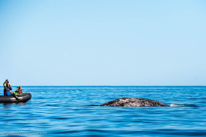 Китовая аллея на Чукотке (23 фото)