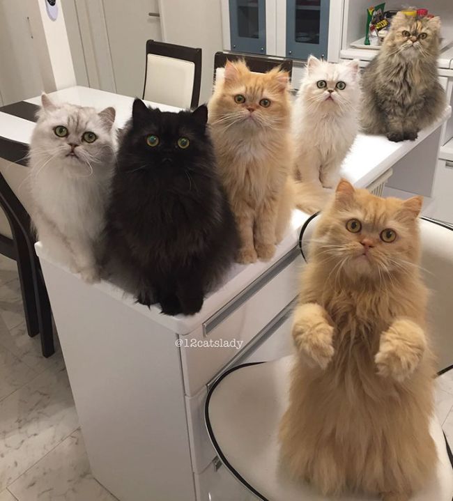 «Кошачья мама на полный день» и ее 12 кошек (17 фото)