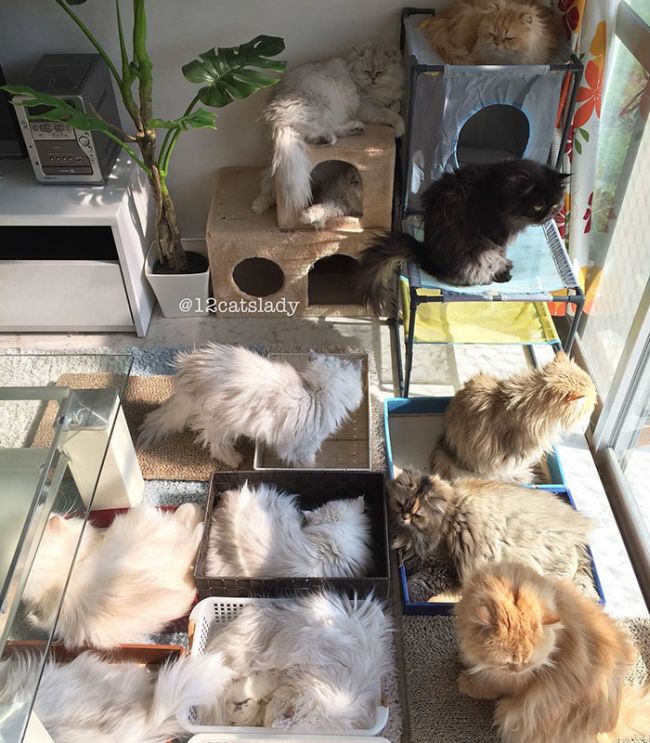«Кошачья мама на полный день» и ее 12 кошек (17 фото)