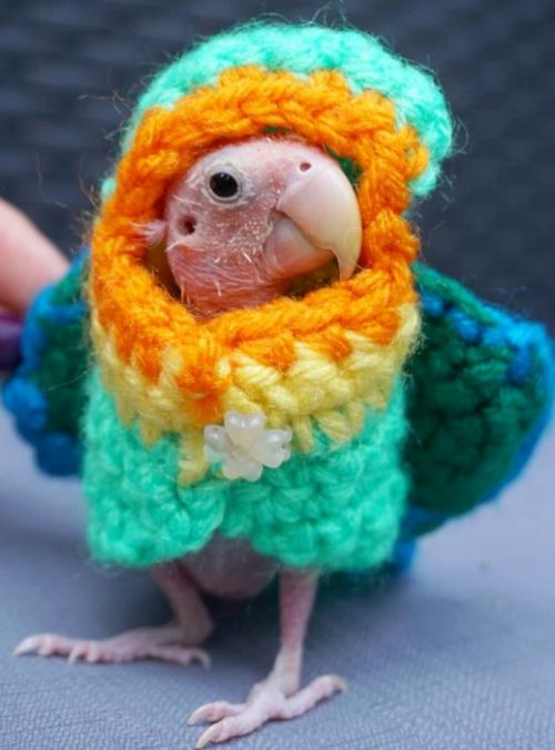 Бесперый попугай стал звездой соцсетей (9 фото)