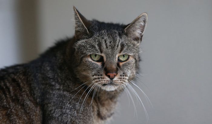 Самый старый в мире кот (7 фото)
