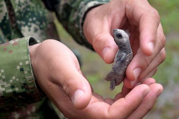 Колумбийские моряки спасают детенышей черепах (7 фото)