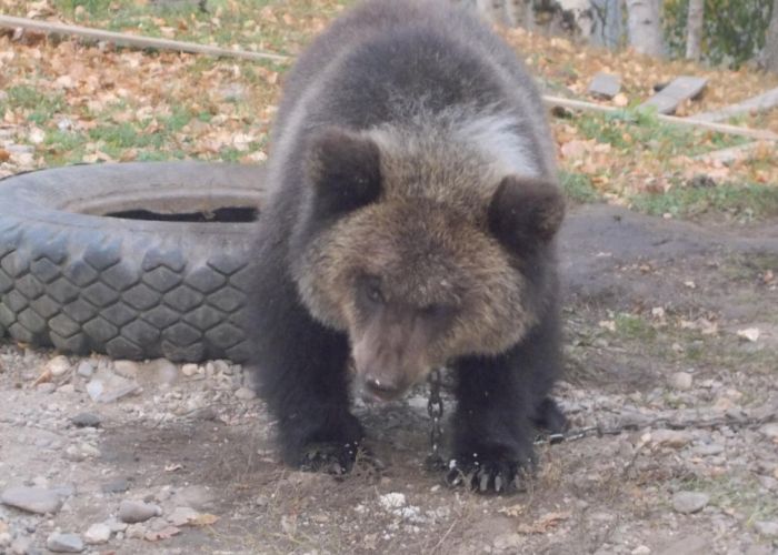 В Красноярском крае медвежонка Машу продают на интернет-аукционе за один рубль (4 фото)