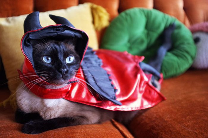 Оригинальные наряды для кошек на Хэллоуин (41 фото)