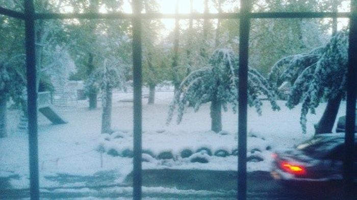 Первый снегопад в Омске «превратил» деревья в пальмы (5 фото)