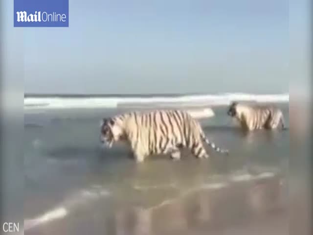 Оказывается, тигры любят купаться