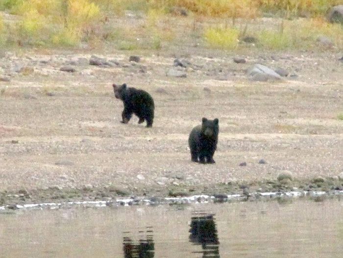 Редкие кадры прощания медведицы с медвежатами (4 фото)
