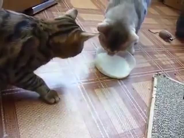 Коты не могут поделить миску