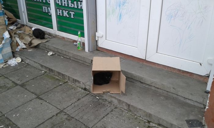 В Белгороде полицейские обнаружили котят вместо бомбы (2 фото)