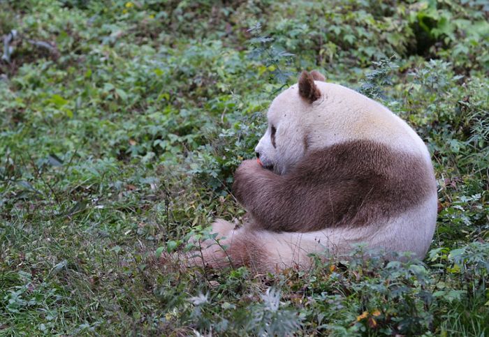 Единственная в мире коричнево-белая панда (10 фото)