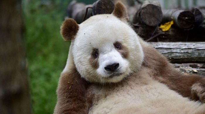 Единственная в мире коричнево-белая панда (10 фото)