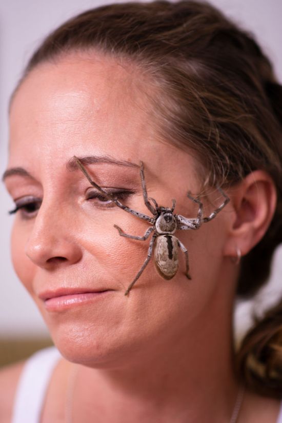 Энтомолог из Австралии считает ядовитых пауков лучшими домашними животными (16 фото)