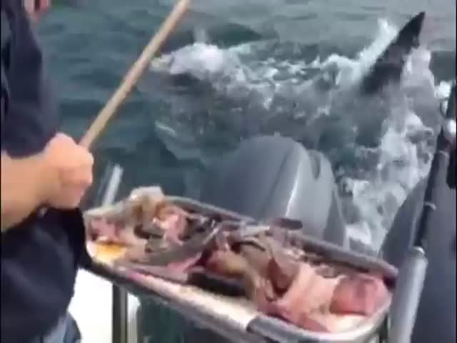 Рыбак прогнал акулу с помощью швабры