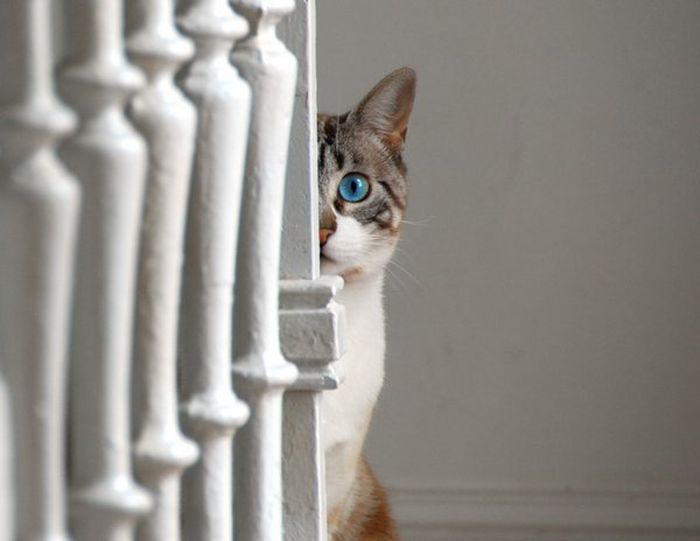 Любопытные коты (24 фото)