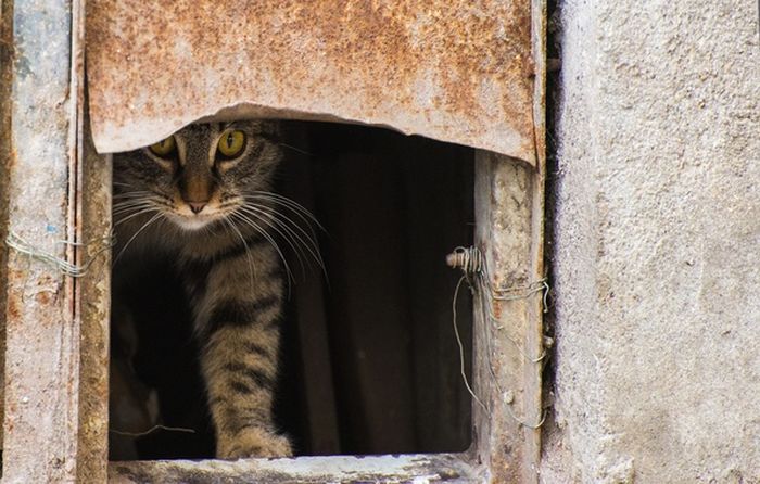 Любопытные коты (24 фото)
