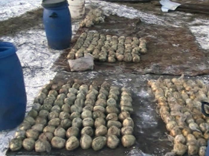 Житель Перми хранил 123 кг героина в сарае с баранами (4 фото + видео)